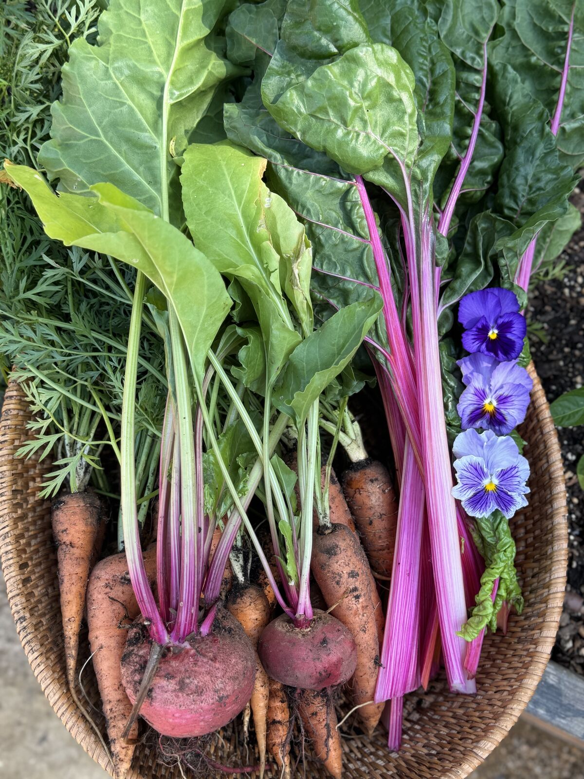 A basket of beets, carrots, rainbow chard, and pansies
