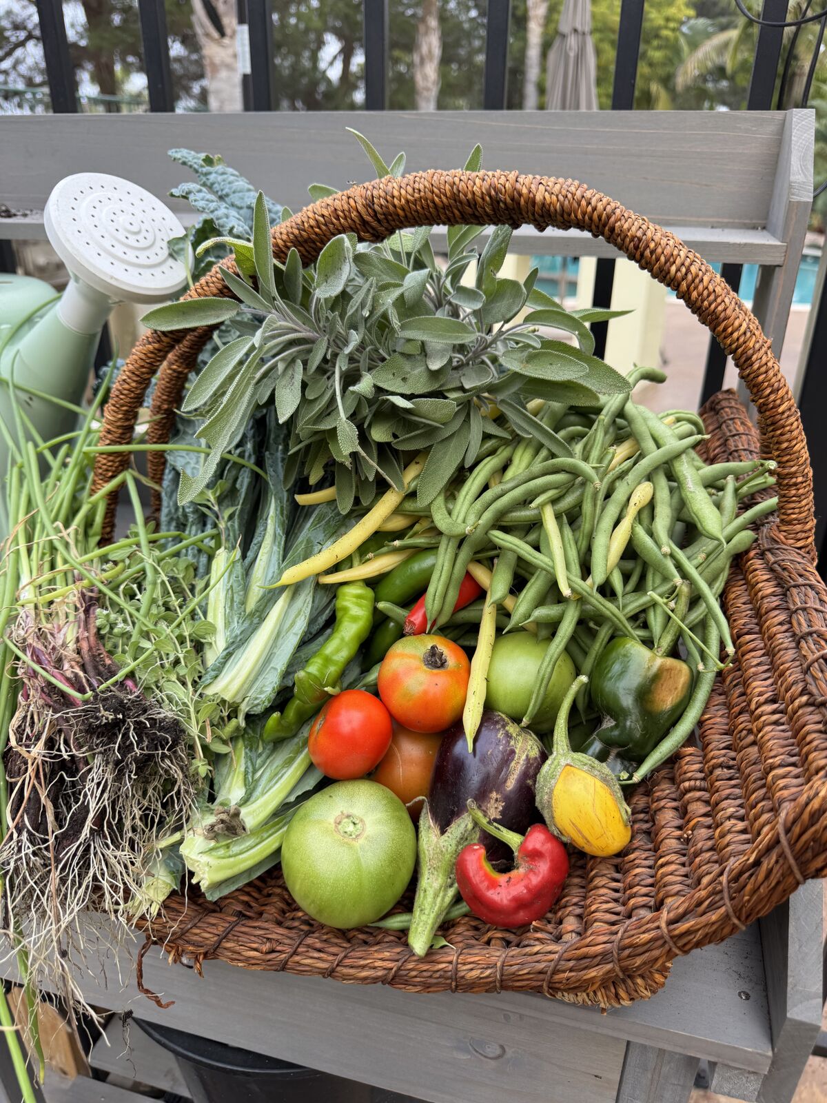 A basket overflowing with tomatoes, eggplant, peppers, beans, and sage