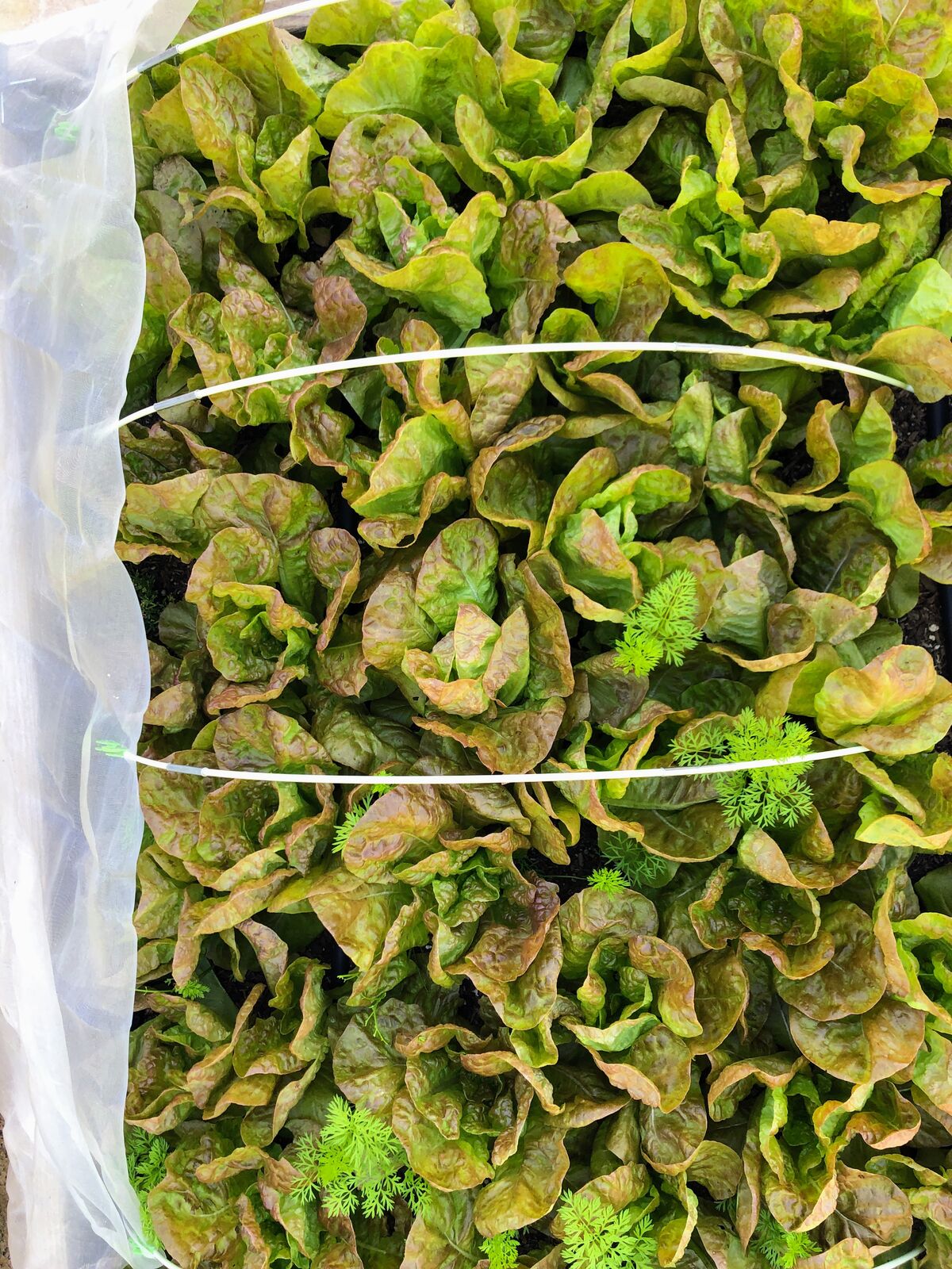 A dense bed of ruffled red and green lettuce
