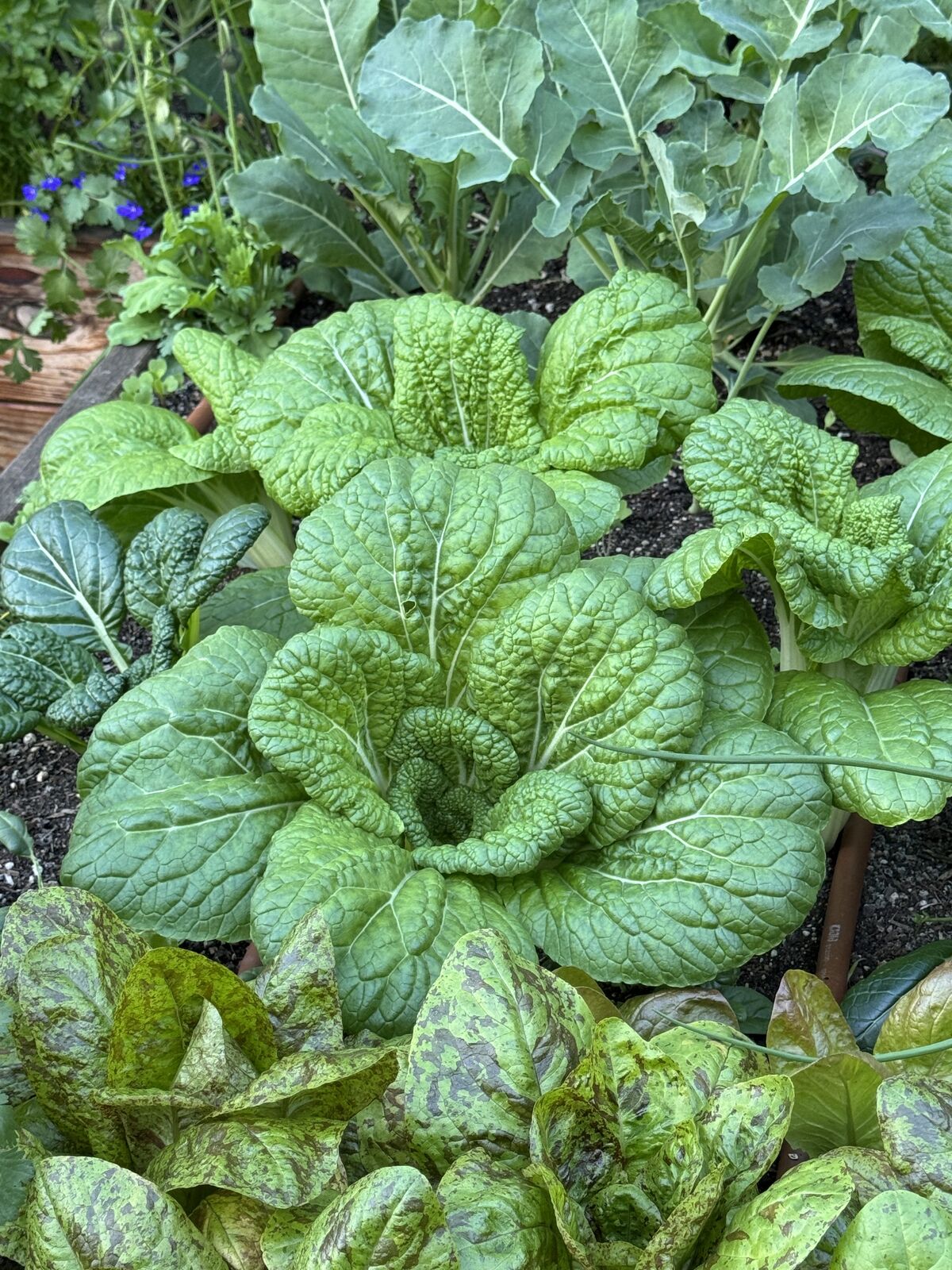 A close-up of dense, dark tatsoi and mustard greens