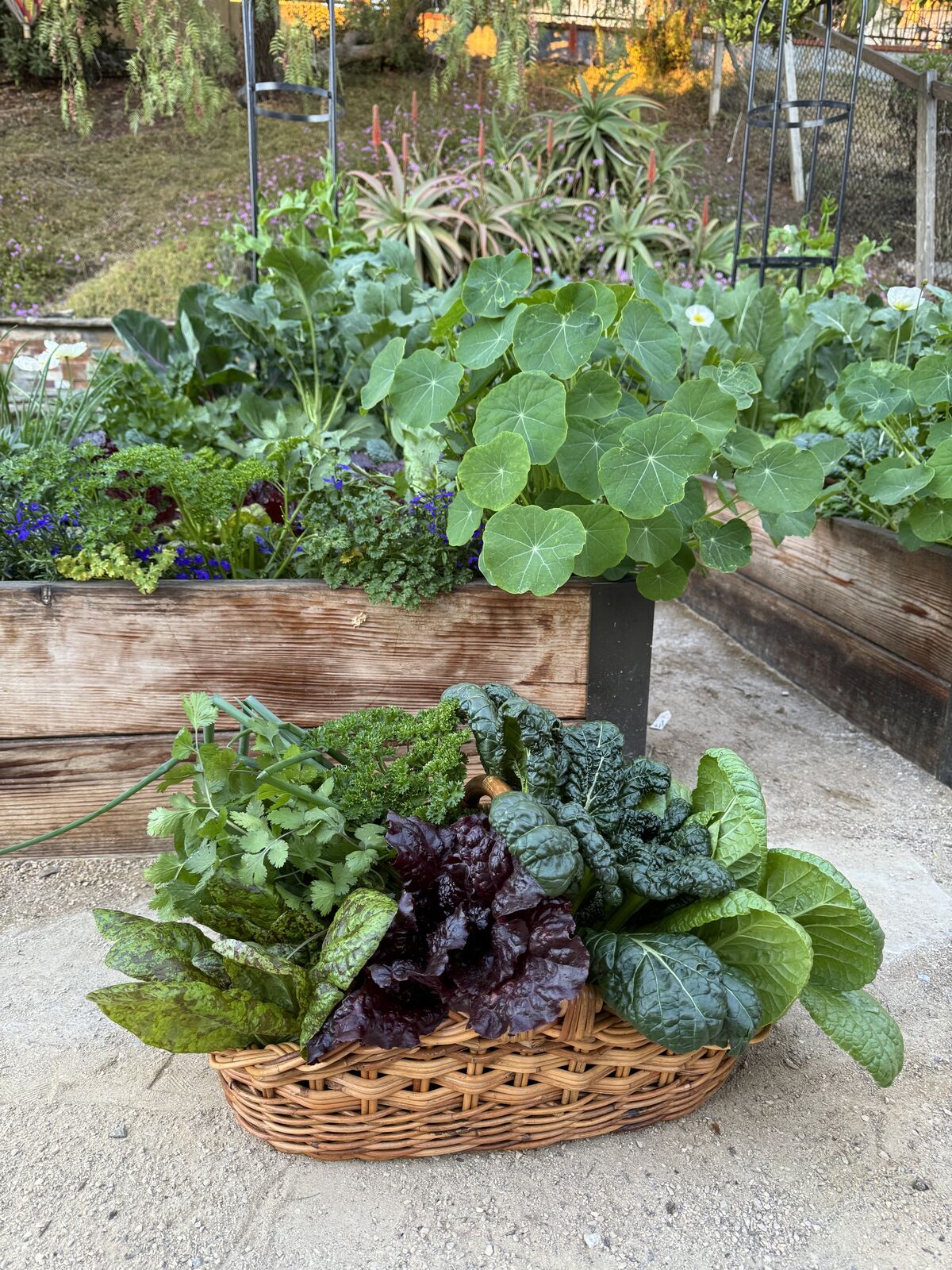 A basket of cilantro, parsley, chard, and lettuce in front of a raised bed