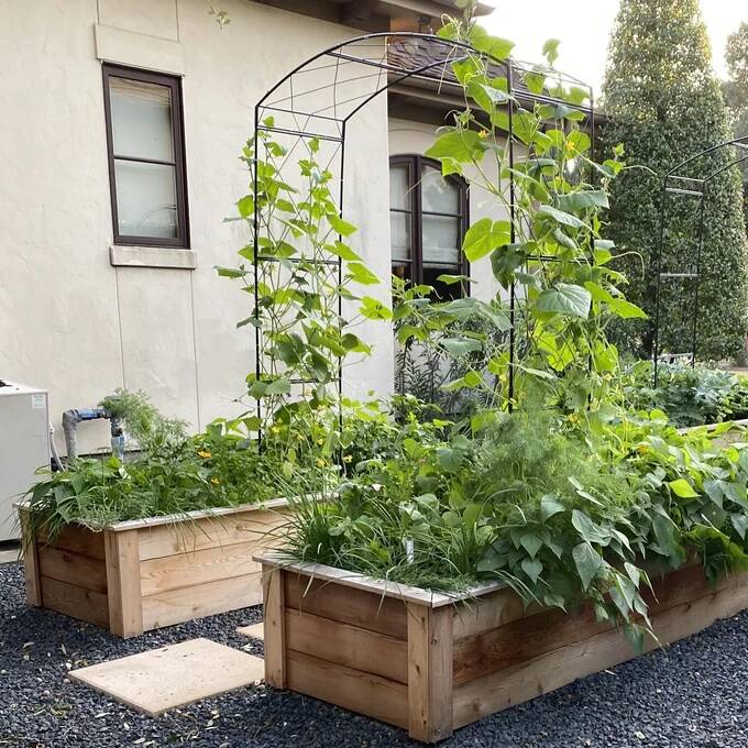 Raised beds with a black grid arch trellis against a stucco house