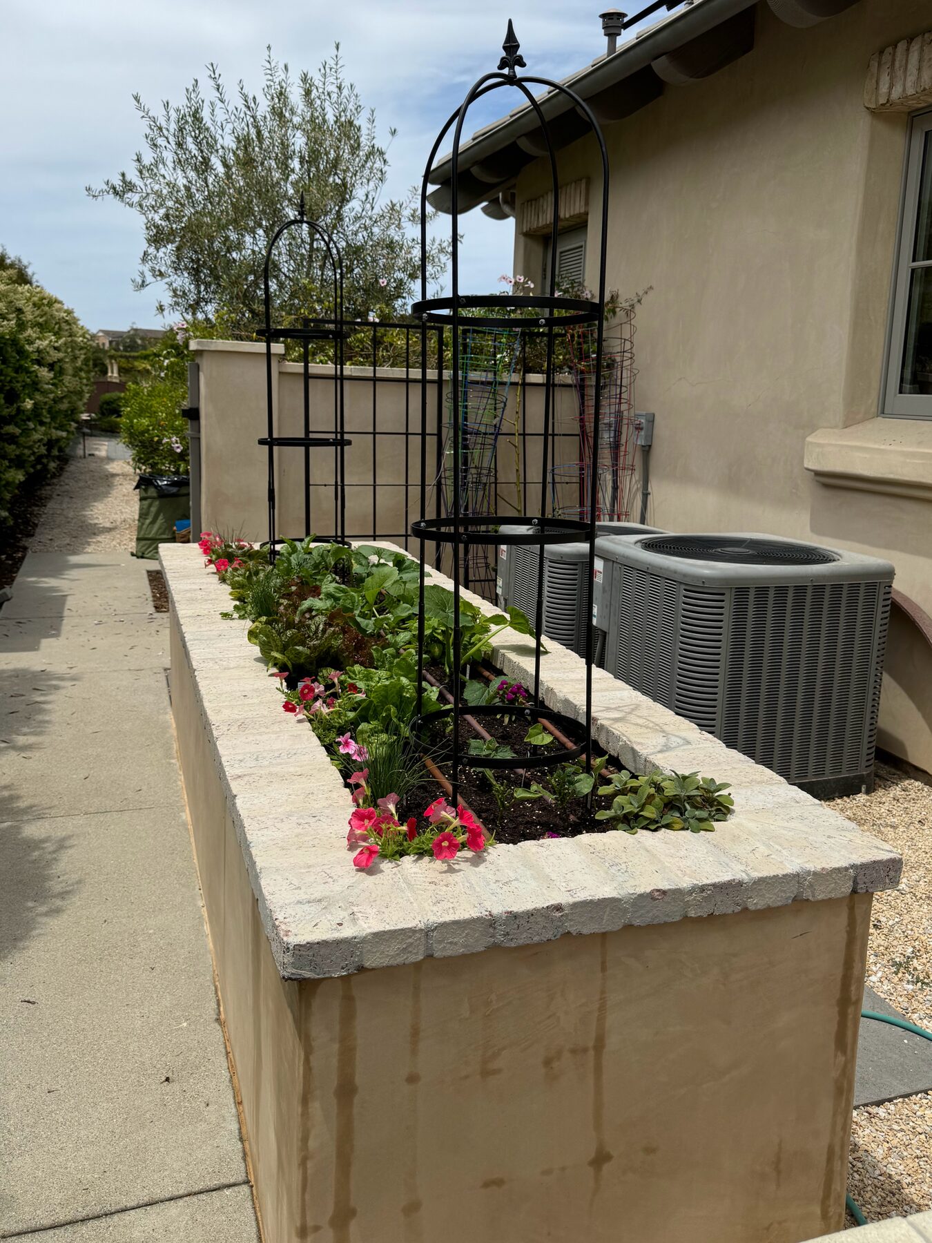 A long stucco raised planter with black obelisk trellises and pink petunias