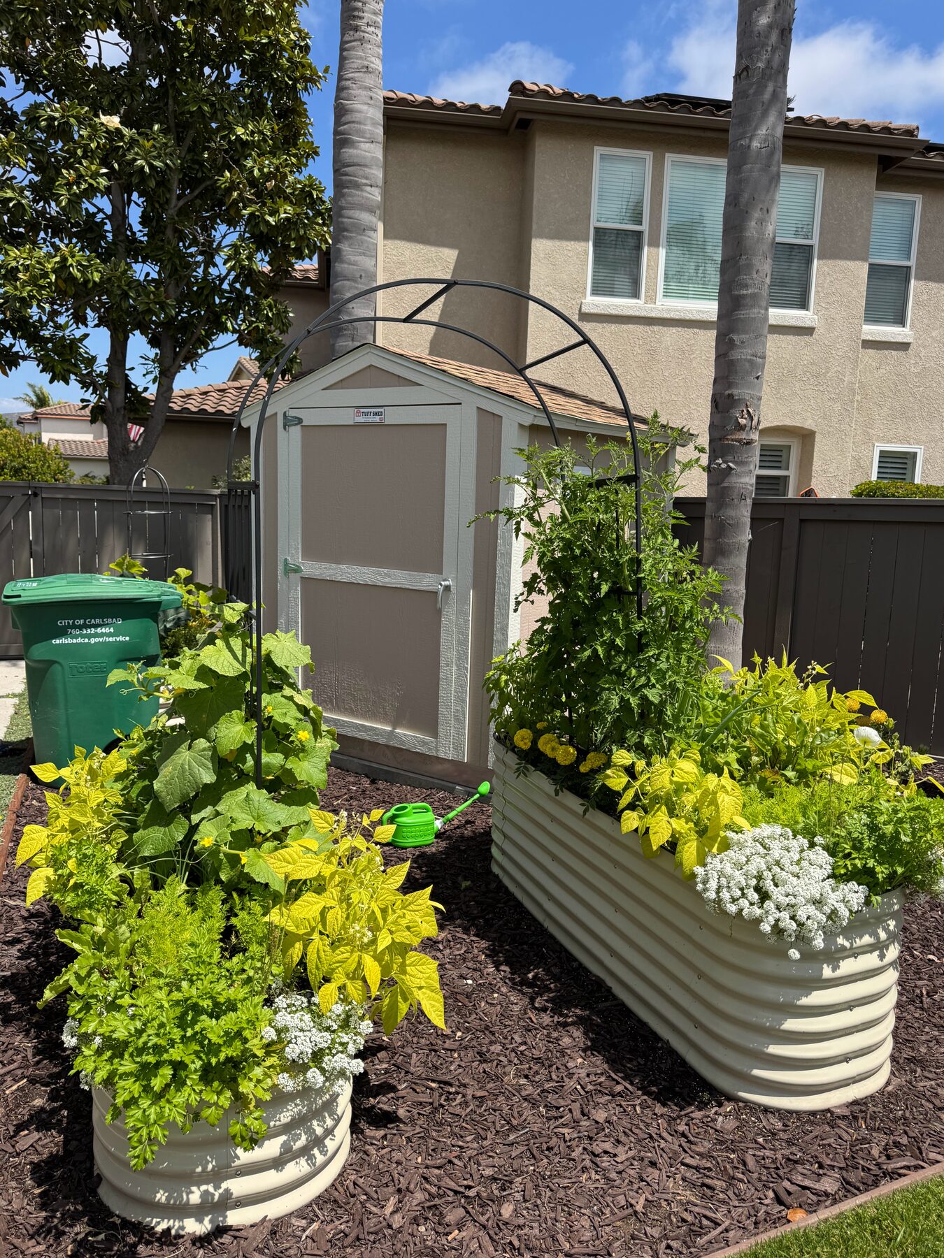 Cream corrugated metal raised beds with an arch trellis, planted with tomatoes, beans, and marigolds
